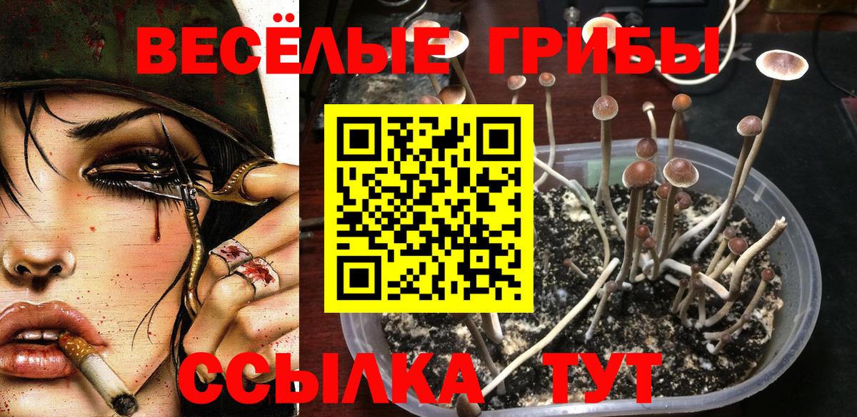 Галлюциногенные грибы GOLDEN TEACHER  наркошоп  Камышин  Псилоцибиновые грибы мухоморы  Вход с VPN 